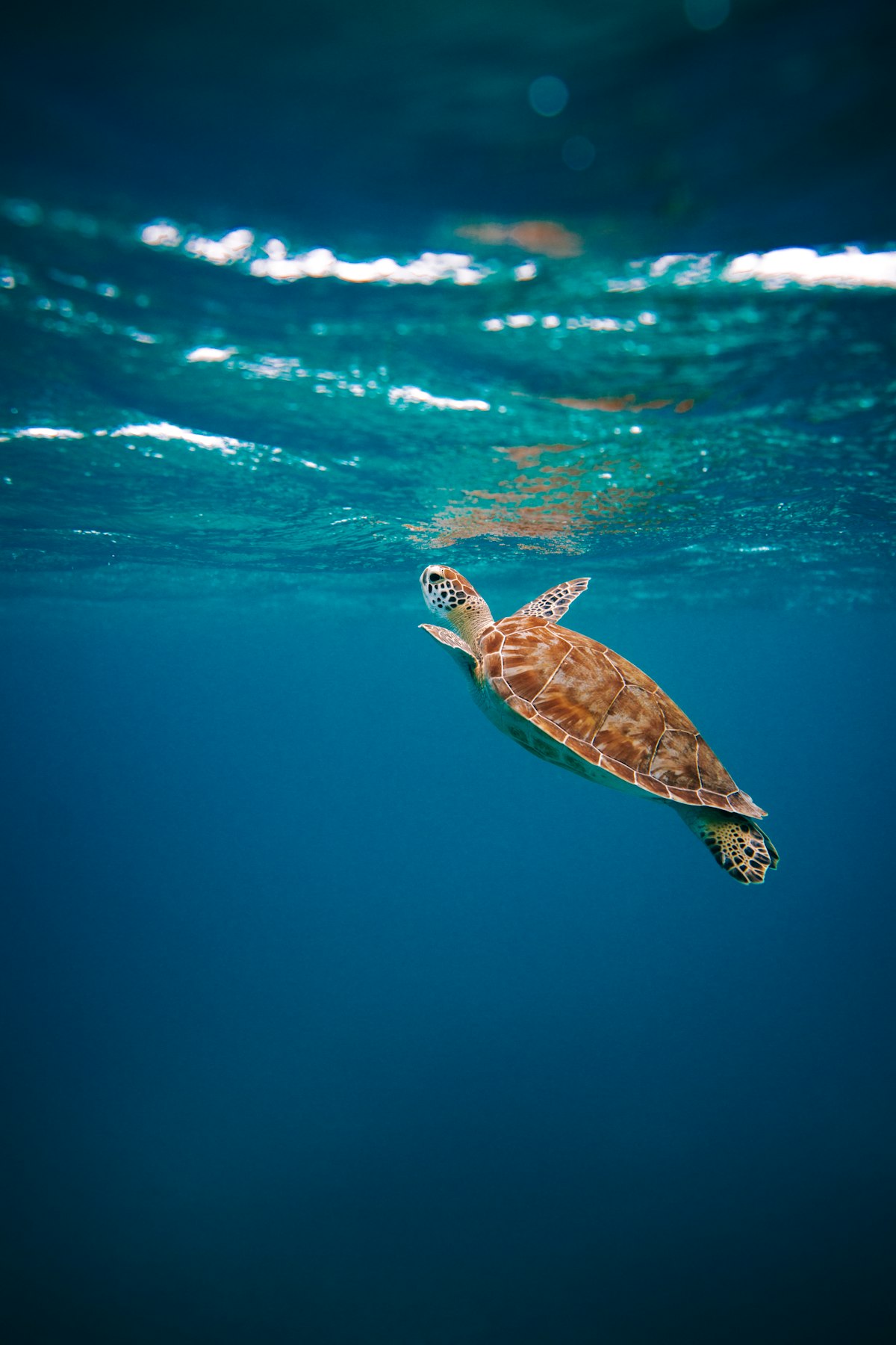Tortue verte à N'Gouja