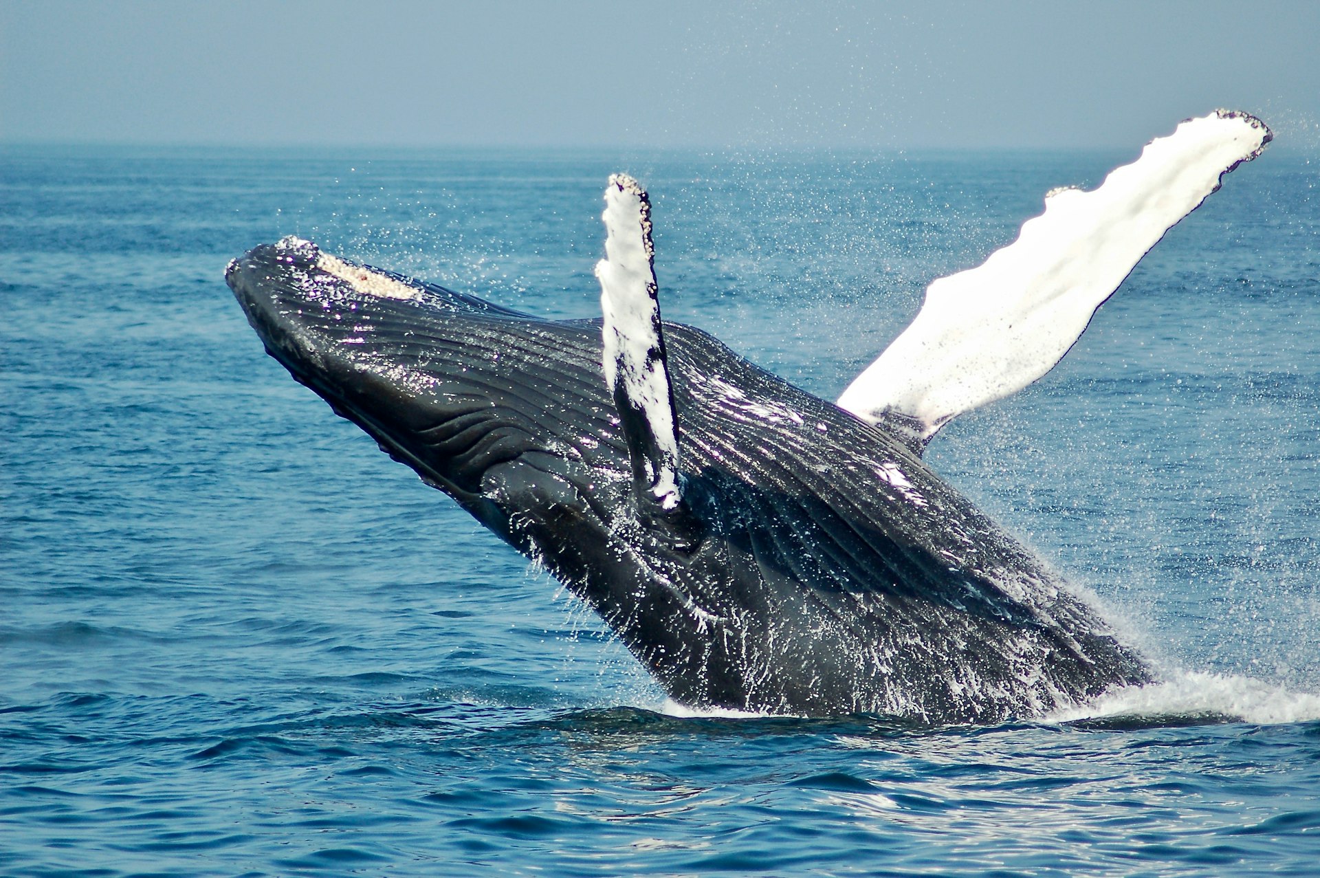 Safari Baleines